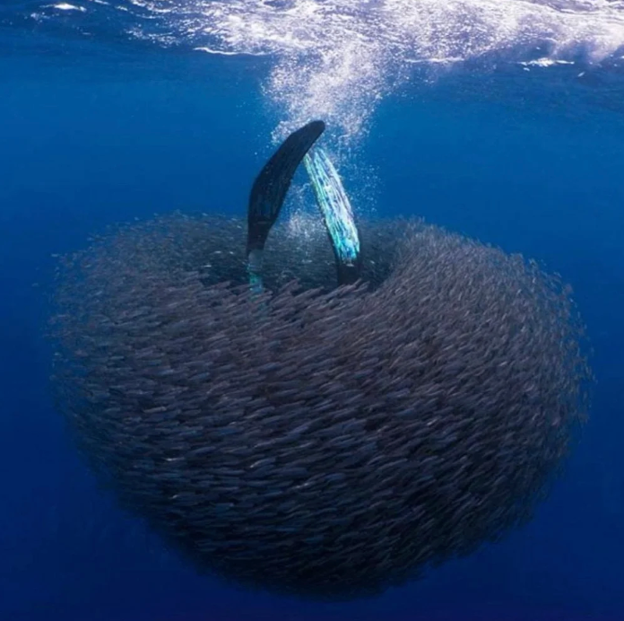 Solomon Island's Spearfishing & Cultural Expedition